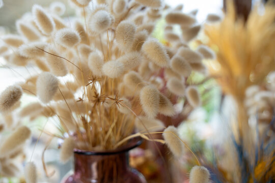 Dried grass flower arrangement vase soft natural still life warm texture gentle sea in brown vessel with fuzzy stem, neutral tone, airy home decor