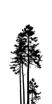 Pine trees create a silhouette shape against a white background, elegant, festive