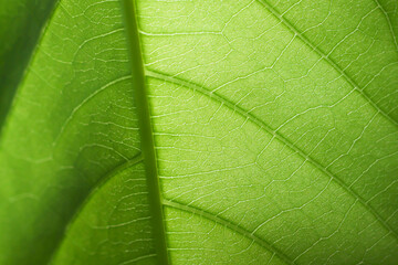 Obraz premium Green leaf texture detailed vein pattern natural backlight fresh botanical macro closeup revealing translucent surface, organic structure, foliage detail, and lush plant background