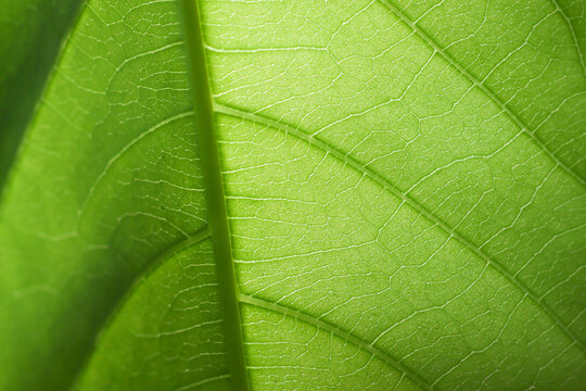 Green leaf texture detailed vein pattern natural backlight fresh botanical macro closeup revealing translucent surface, organic structure, foliage detail, and lush plant background