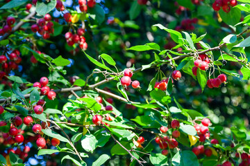 Wild crabapple tree with red apples