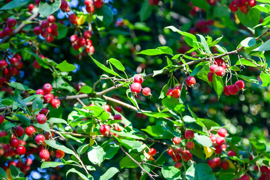 Wild crabapple tree with red apples