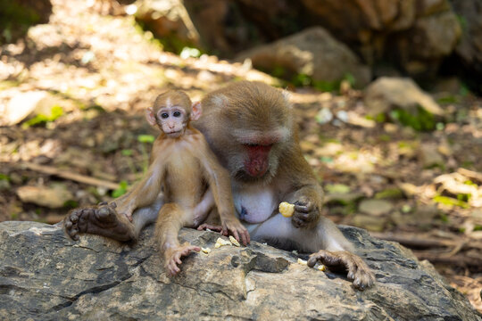Macaque monkey infant rock forest adult resting holding food young animal showing calm primate family on stone among leaf litter in natural woodland habitat