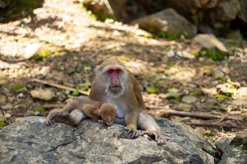 Macaque monkey infant rock forest maternal care peaceful wildlife scene with adult primate resting on stone in natural habitat showing tender bond © CoreRock