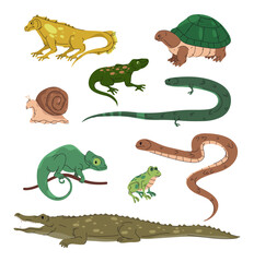 Naklejka premium Reptiles and related wildlife. Salamander and turtle, lizard and snail, snakes and chameleon, frog and crocodile. Vector biodiversity for zoological education. Wildlife and species identification