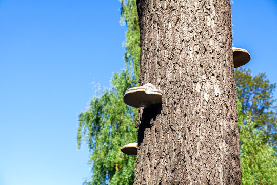 Tree trunk with bracket fungi
