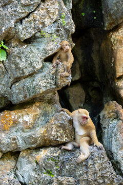 Macaque monkey limestone rock cave wildlife primate nature animal rugged, two macaque monkey sitting on rugged limestone rock beside shadowed cave in natural wildlife habitat with calm expression