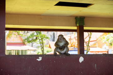 Macaque monkey temple window ledge tropical courtyard calm curiosity sitting macaque monkey on temple window ledge observing tropical courtyard with calm curiosity during warm day © CoreRock