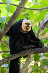 The male white-faced saki monkey (Pithecia pithecia) is sitting on a branch © officek