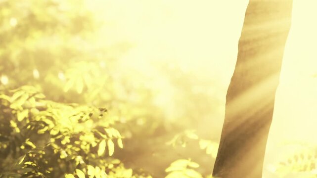 Sunlight streams through the leaves of trees in a forest in the early morning. The scene shows a sense of nature and brightness from the rising sun illuminating the area.