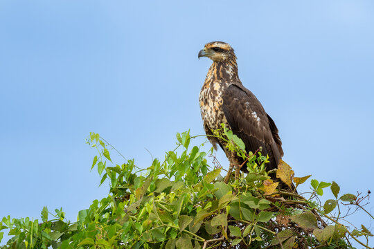 Roadside Hawk - Rupornis magnirostris, beautiful small bird of prey found in forests and woodlands of Americas, Pantanal, Brazil.