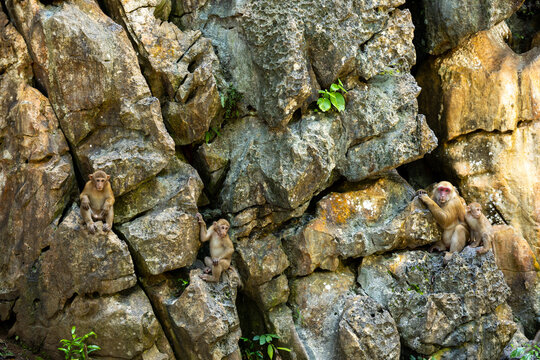 Monkey rock cliff macaque wildlife stone resting rugged cliff among weathered rock with three primate sitting on limestone outcrop in natural habitat