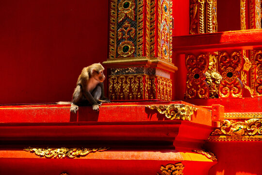 Monkey temple red gold architecture ornate perched decoration vivid macaque calmly sitting on ledge within intricate sacred building detail