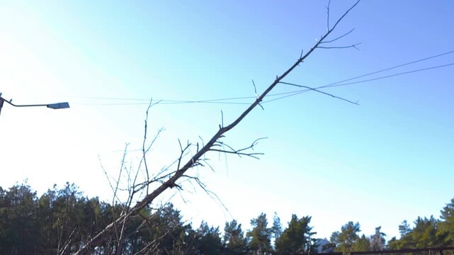 Damaged power lines sagging under the weight of a fallen tree branch against a clear blue sky. Dangerous situation showing the aftermath of a storm with potential for a power outage or blackout