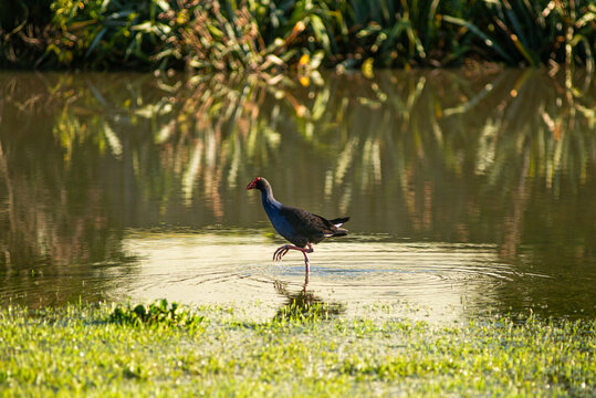 New Zealand bird - Pukeko 