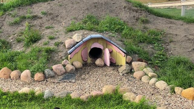 Guinea pig runs out of a small wooden pet house outdoors, playful pet, animal shelter, cute behavior, outdoor enclosure.