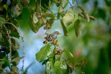 Fototapeta premium Dicaeum trochileum (Scarlet-headed flowerpecker, Burung cabe, Cabai Jawa). The bird is endemic to a few islands of the archipelago of Indonesia.