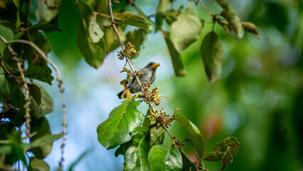 Fototapeta premium Dicaeum trochileum (Scarlet-headed flowerpecker, Burung cabe, Cabai Jawa). The bird is endemic to a few islands of the archipelago of Indonesia.