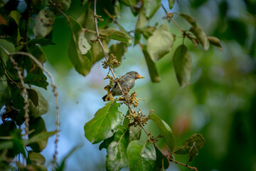 Fototapeta premium Dicaeum trochileum (Scarlet-headed flowerpecker, Burung cabe, Cabai Jawa). The bird is endemic to a few islands of the archipelago of Indonesia.