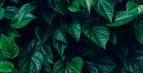 abstract tropical leaf textures on dark tone, natural green background. © Nabodin