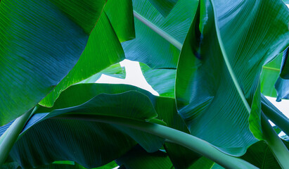 abstract tropical banana leaf textures on dark tone, natural green background.   © Nabodin
