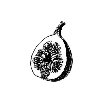 Hand drawn ink illustration of a cross section of a fresh fig with botanical illustration vegetarian culinary ingredient detailed textured engraving isolated minimalist nutrition delicious