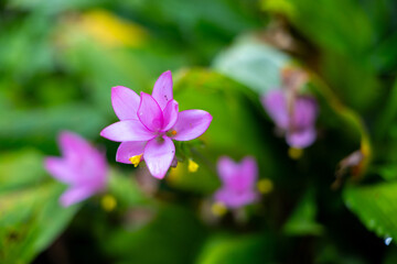 Pink water lily flower blooming green foliage soft background blur vibrant tropical aquatic plant with delicate petal in natural garden pond scene © CoreRock
