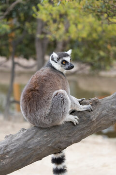 A side view of the ring-tailed lemur (Lemur catta) 	
