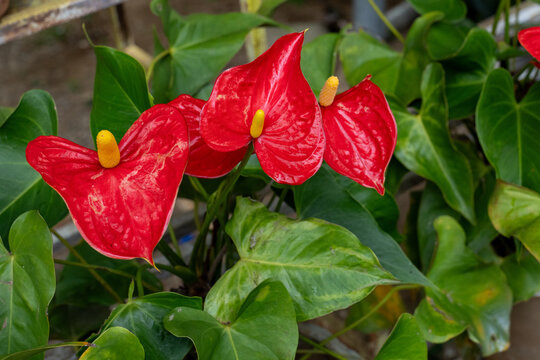Red anthurium flower yellow spadix tropical foliage glossy leaf green garden vibrant bloom among lush plant natural background