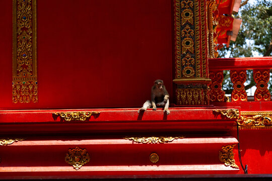 Red temple monkey ornate staircase sunlight gold decoration tropical foliage, seated macaque on vivid architectural ledge with intricate carving and calm mood