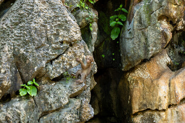 Rock monkey jungle cliff wildlife habitat, young primate resting on limestone ledge among tropical foliage and cave wall in natural forest © CoreRock