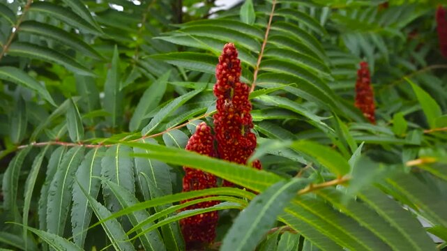 Bright red fruit clusters and green leaves of a staghorn sumac tree, also known as Rhus typhina, swaying gently in a light breeze on a cloudy day after a summer rain shower