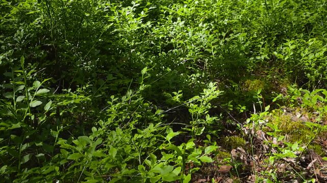 Slow motion footage shows the lower legs and feet of a person wearing bright red rubber boots walking through a dense, sunlit blueberry patch deep within a forest on a beautiful summer day