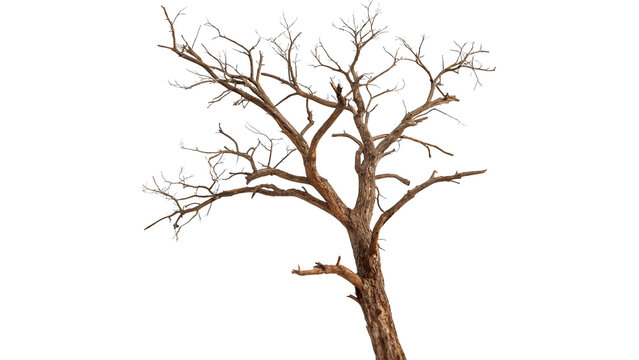 Dry bare dead tree without leaves isolated on transparent background