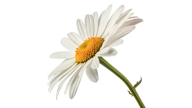 Single beautiful white chamomile daisy flower stem isolated on transparent background