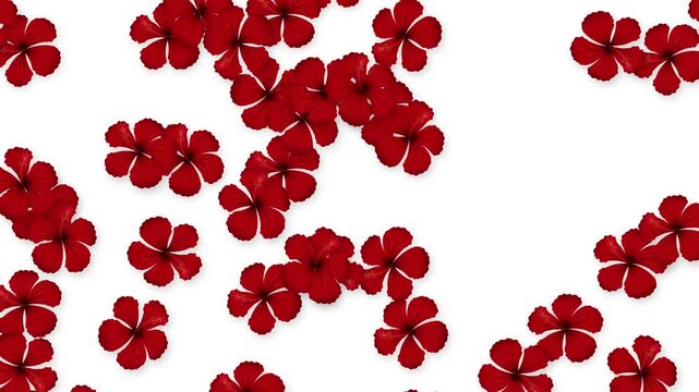 Red Hibiscus Flowers Falling Slowly Against a Plain White Background