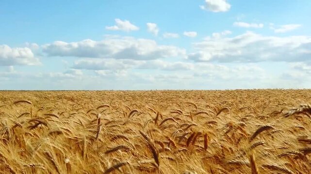Golden wheat field swaying in the wind under a bright blue sky, agriculture concept wide landscape shot in the summer breeze