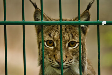 Close-up Portrait of a Beautiful Eurasian Lynx Looking Through a Green Cage Fence © Enrico Obergefäll