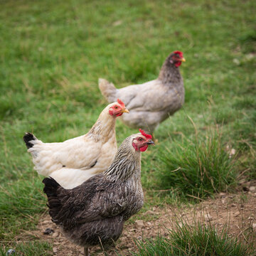 Three free-range laying hens on grassy pasture, showing different plumage colors, outdoor poultry keeping, natural foraging and small-scale egg farming.