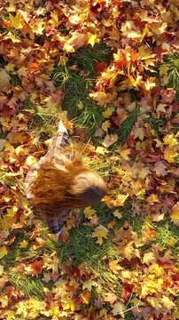Vertical video: Aerial view of a happy little girl takes yellow leaves and throws them up into the air in park. Social media format.