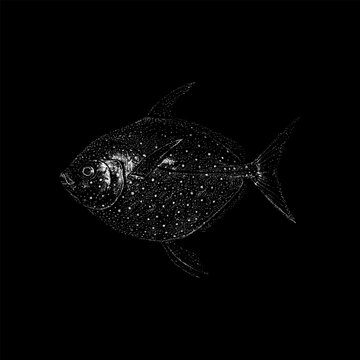 hand drawn vector illustration of an opah (Lampris guttatus), moonfish side view, vintage black and white engraving style, isolated on black background.