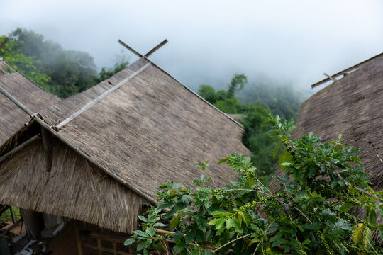 Thatched hut roof tropical foliage misty mountain forest northern thailand village rural bamboo nature green shelter among lush plant and foggy hillside