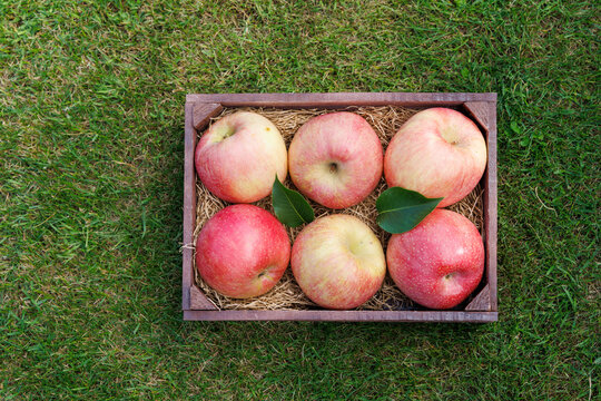 Fresh red apples in wooden crate on green grass