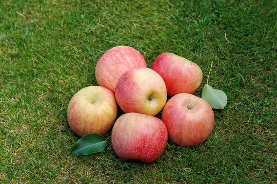 Fresh ripe apples with green leaves on grass