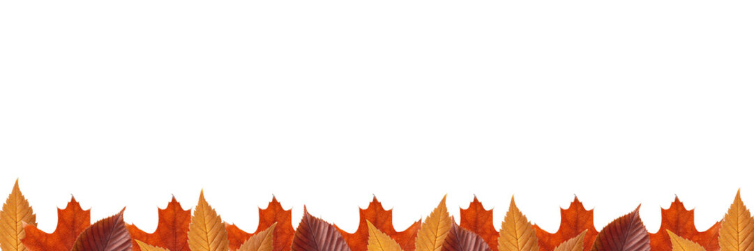 Autumn leaves horizontal bottom border header for website banner advertisement flyer and seasonal sale promotion