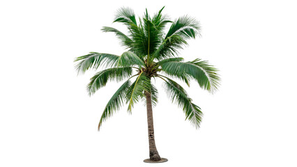 Single tropical green palm tree plant isolated on transparent background © JackWatson