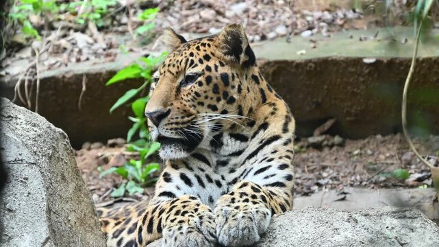 A magnificent, spotted Amur leopard rests calmly behind large grey rocks feels sleepy