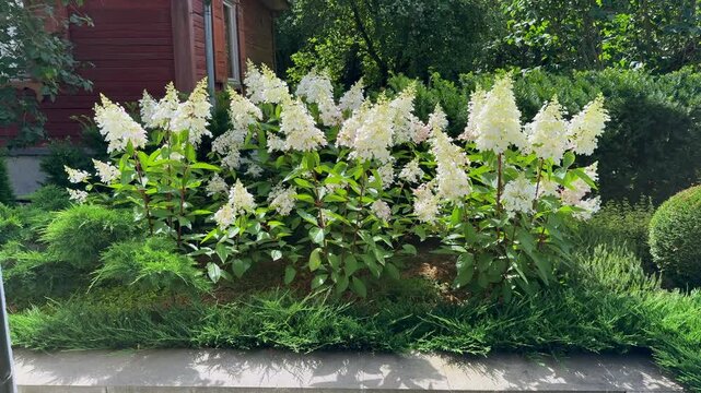 A vibrant garden flowerbed filled with blooming white panicled hydrangeas and low-growing evergreen junipers next to a wooden cottage house.