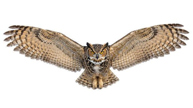 Great horned owl gliding with expansive wings spread wide in mid-air featuring sharp yellow eyes and detailed feather patterns on transparent background