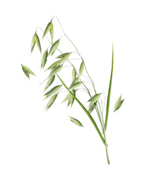 Green oat stalks with grains close-up isolated on transparent background